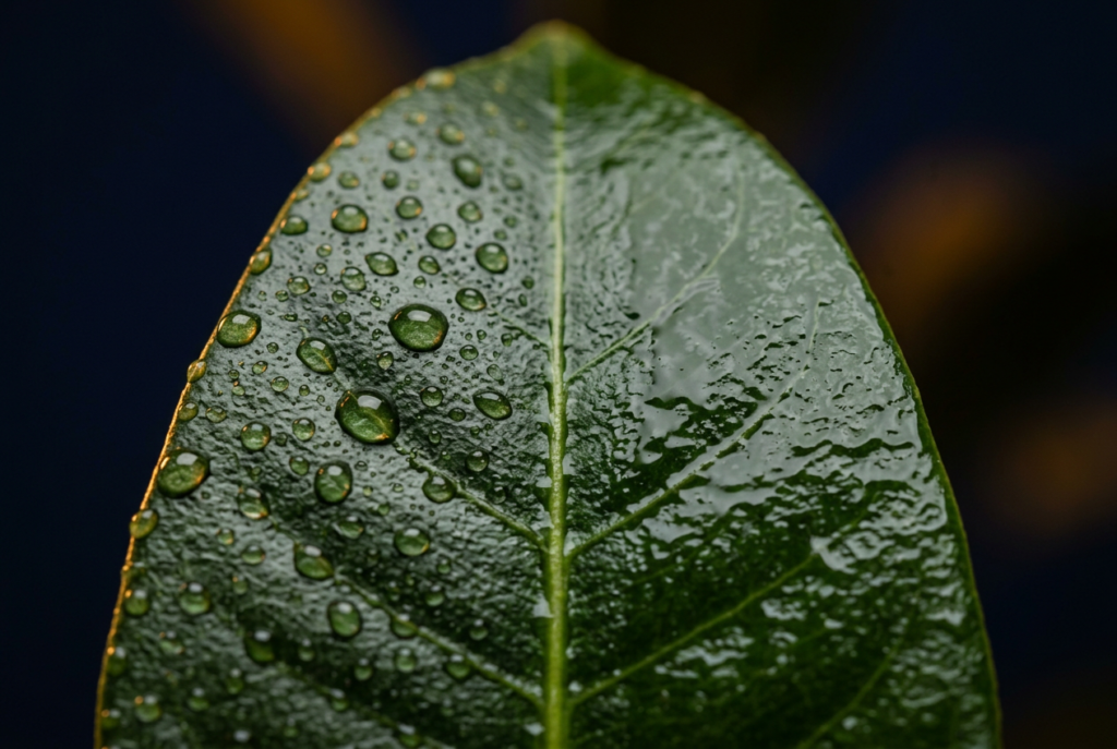 Spray Adjuvants Compared: Organosilicone Super-Spreaders vs NIS, COC, and MSO
