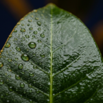 Spray Adjuvants Compared: Organosilicone Super-Spreaders vs NIS, COC, and MSO