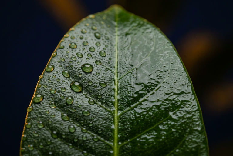 Spray Adjuvants Compared: Organosilicone Super-Spreaders vs NIS, COC, and MSO
