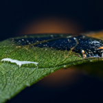 What Is an Organosilicone Super-Spreader? Trisiloxane Silicone Surfactants Explained
