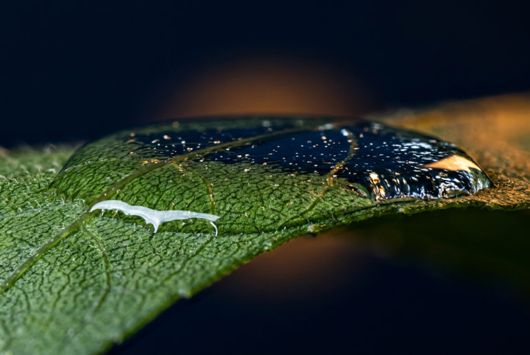 What Is an Organosilicone Super-Spreader? Trisiloxane Silicone Surfactants Explained